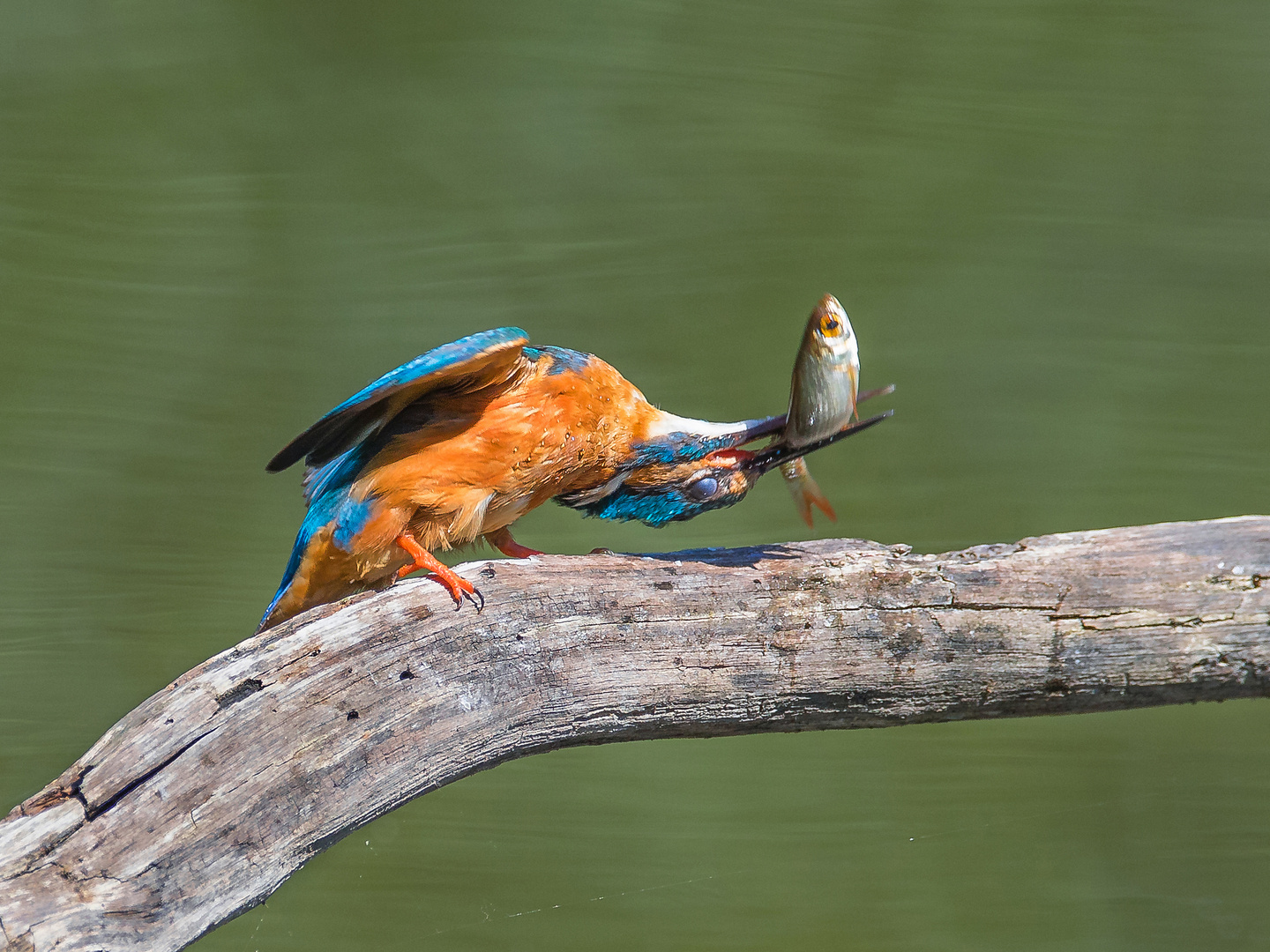 Eisvogel mit Beute...