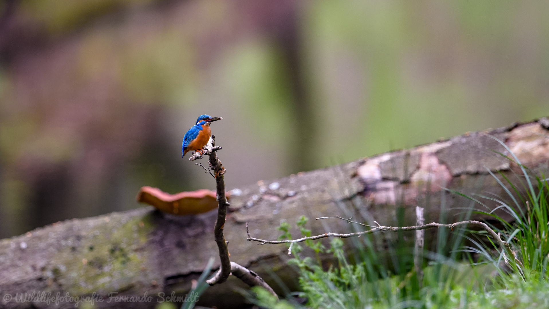 Eisvogel / mit Beute 