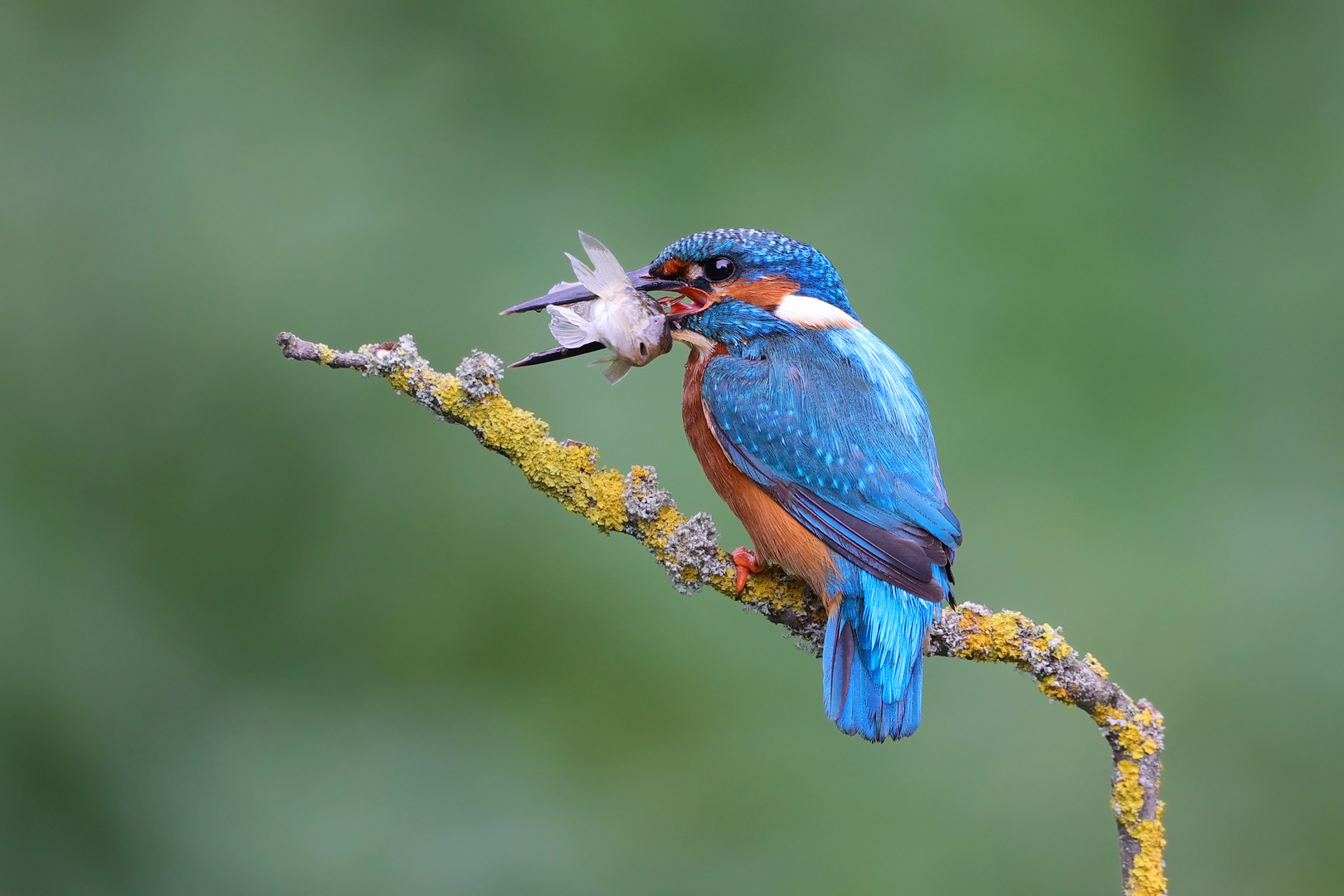 Eisvogel mit Beute