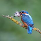 Eisvogel mit Beute