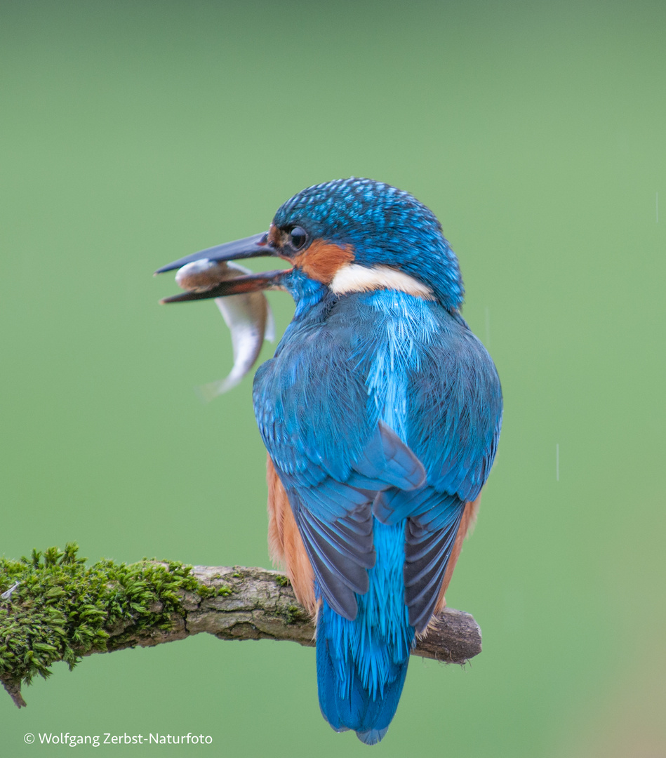 ---Eisvogel mit Beute ---