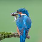 ---Eisvogel mit Beute ---