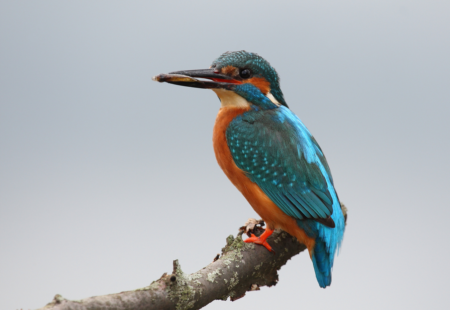 Eisvogel mit Beute