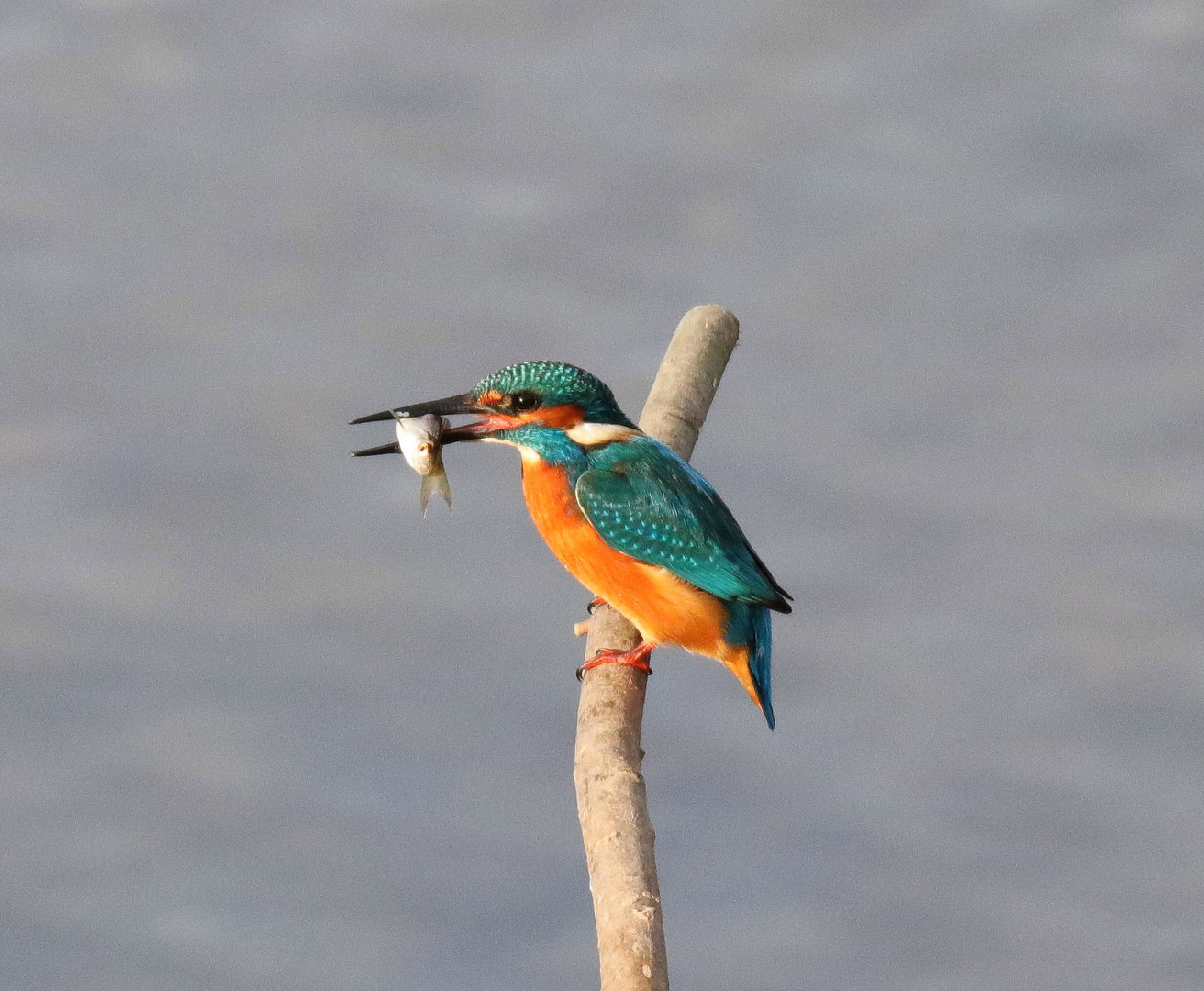 Eisvogel mit Beute