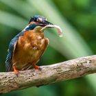 Eisvogel mit Beute