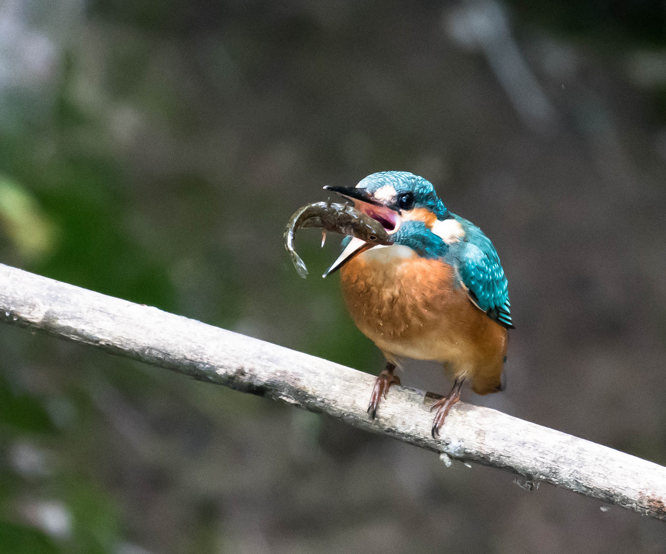 Eisvogel mit Beute