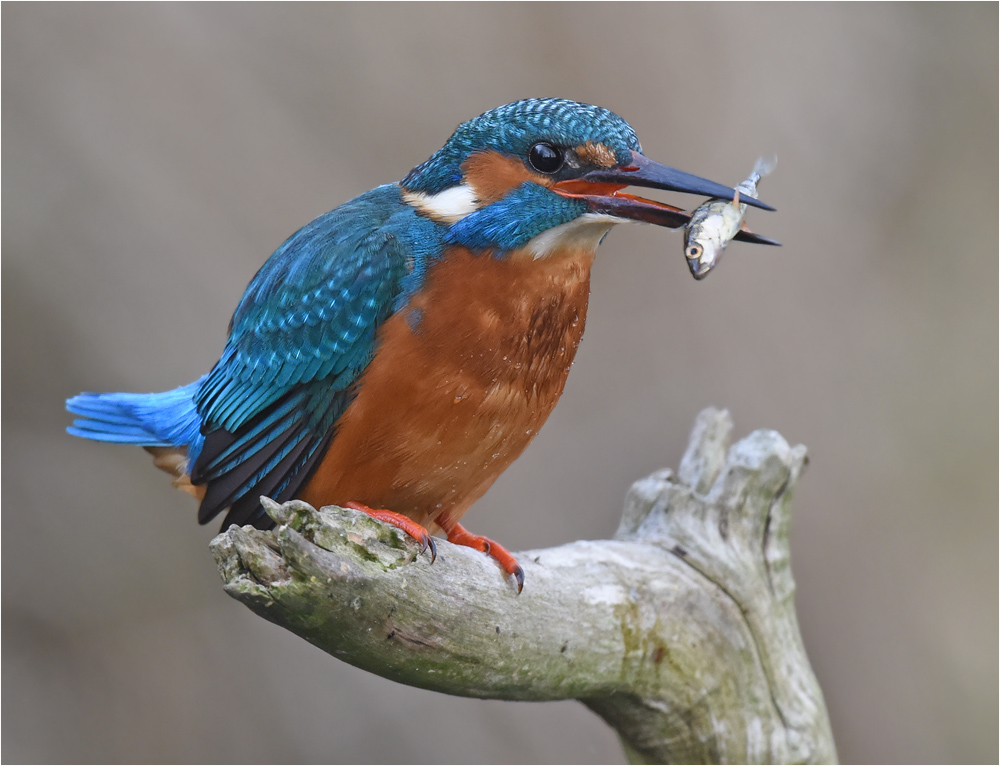 Eisvogel mit Beute