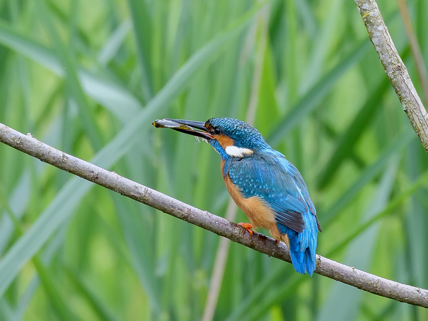 Eisvogel mit Beute