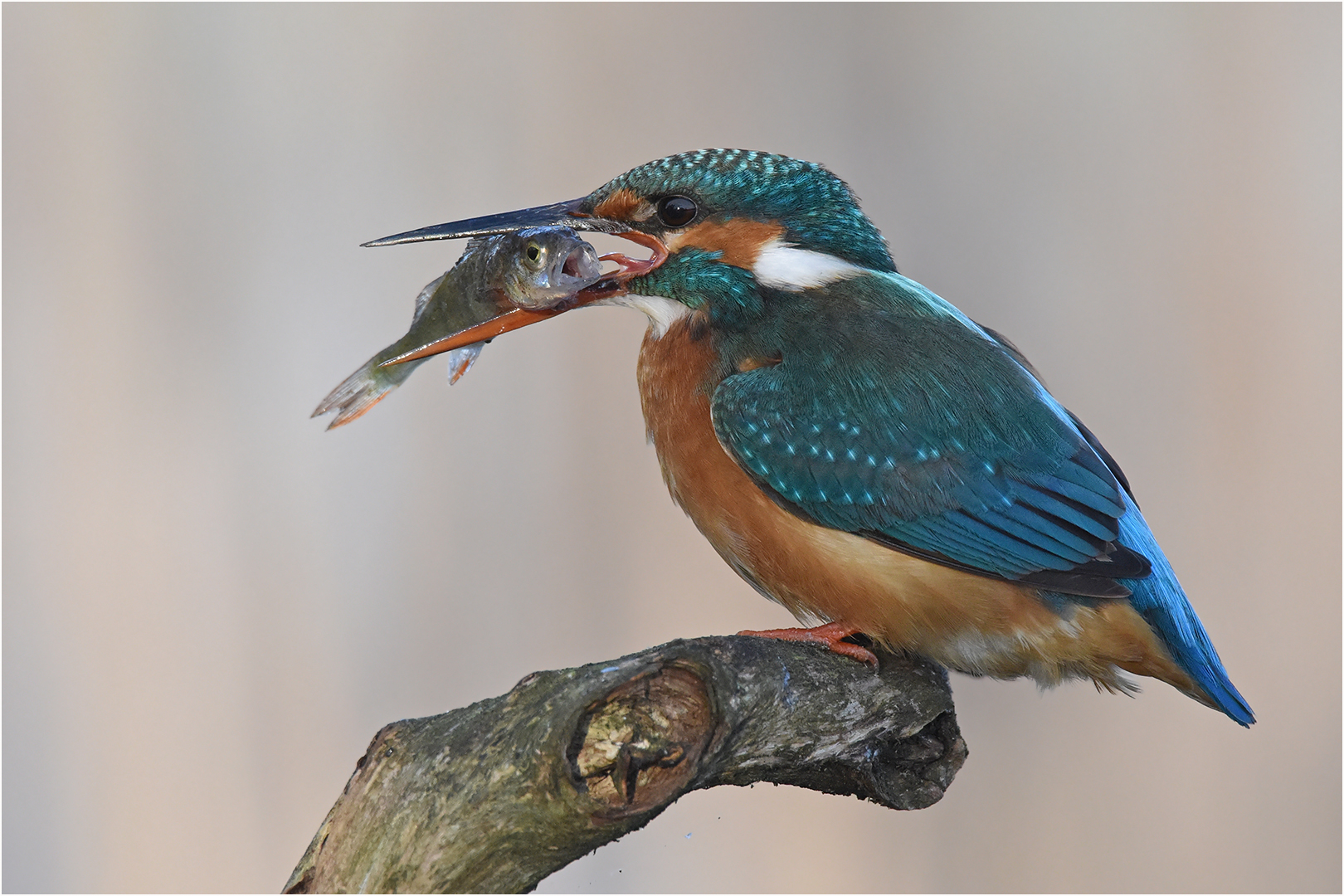 Eisvogel mit Beute