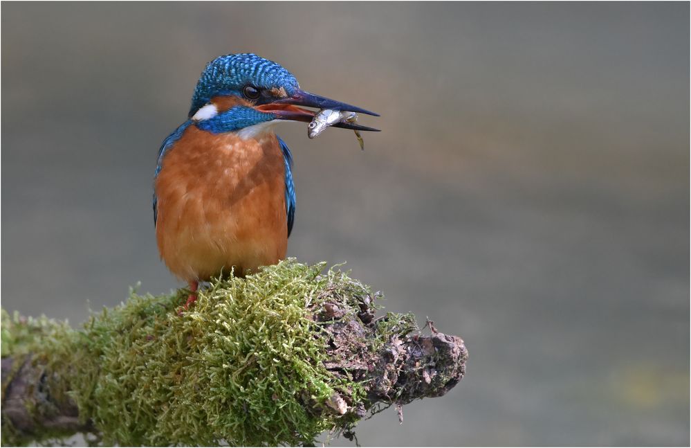 Eisvogel mit Beute