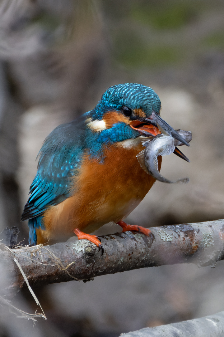 Eisvogel mit Beute