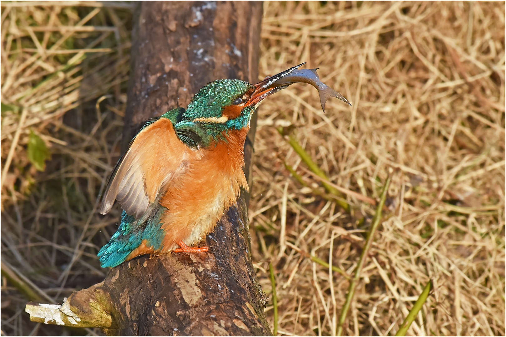 Eisvogel mit Beute