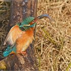 Eisvogel mit Beute