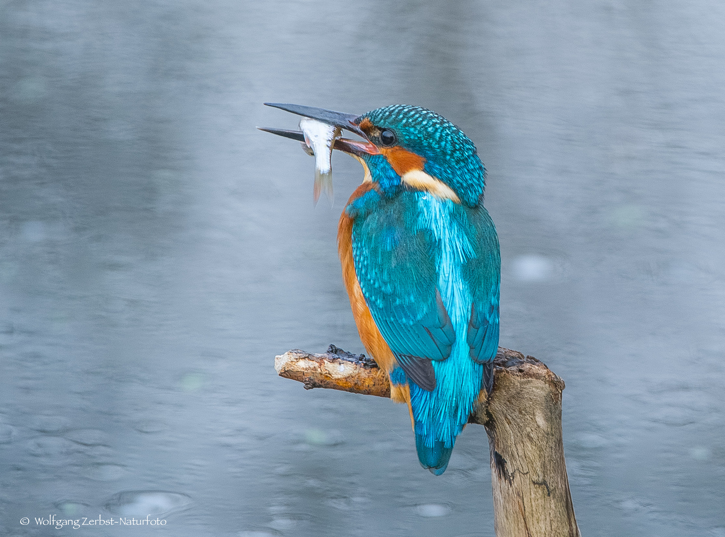   - Eisvogel mit Beute - ( Alcedo atthis )