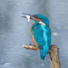   - Eisvogel mit Beute - ( Alcedo atthis )