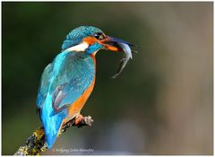 --- Eisvogel mit Beute --- ( Alcedo atthis )