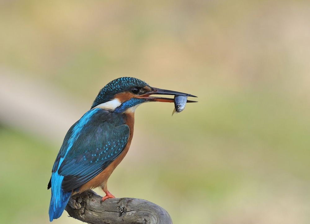 --- Eisvogel mit Beute --- ( Alcedo atthis )