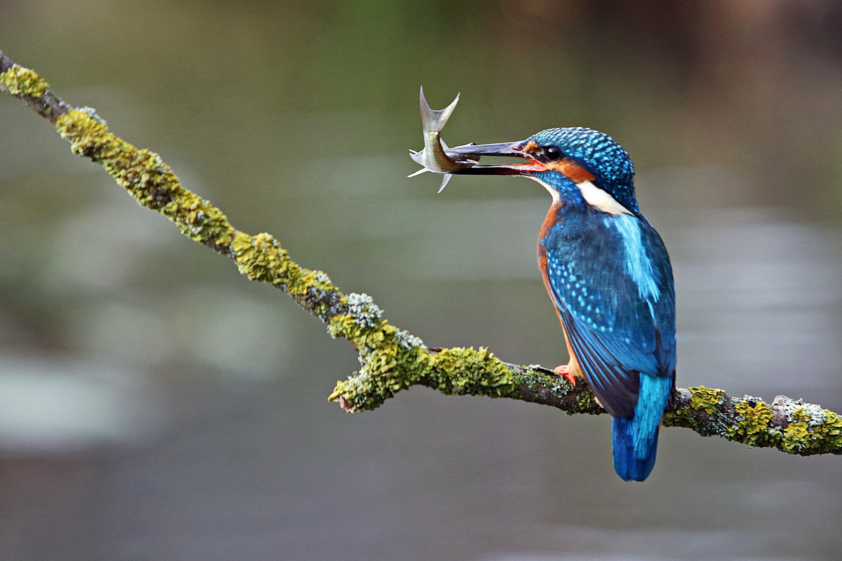 --- Eisvogel mit Beute ---   ( Alcedo atthis )