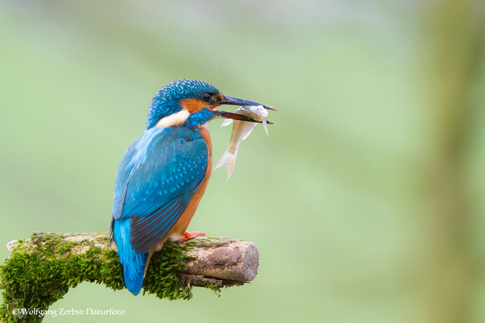 --- Eisvogel mit Beute ---    ( Alcedo atthis )