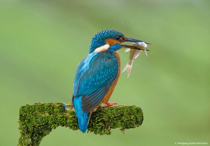   - Eisvogel mit Beute -  ( Alcedo atthis )