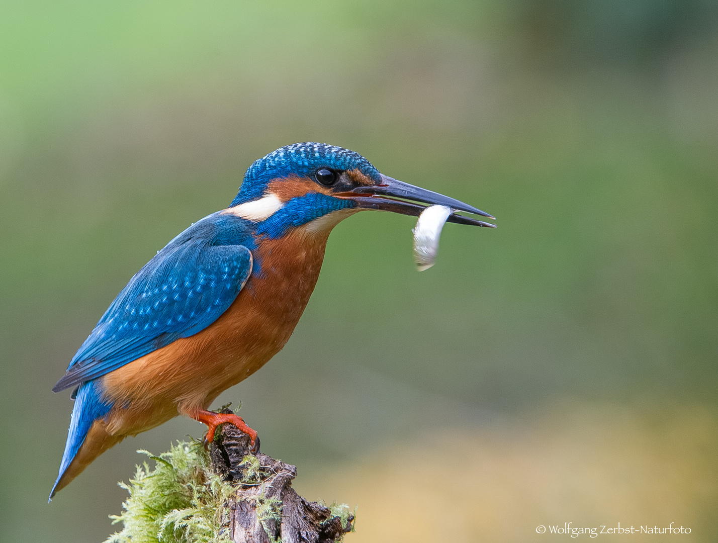 " Eisvogel mit Beute "  (Alcedo atthis)