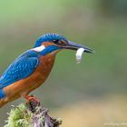 " Eisvogel mit Beute "  (Alcedo atthis)