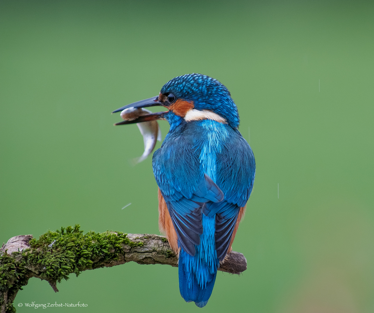 - Eisvogel mit Beute -  ( Alcedo atthis )