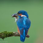 - Eisvogel mit Beute -  ( Alcedo atthis )