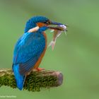 - Eisvogel mit Beute   ( Alcedo atthis )