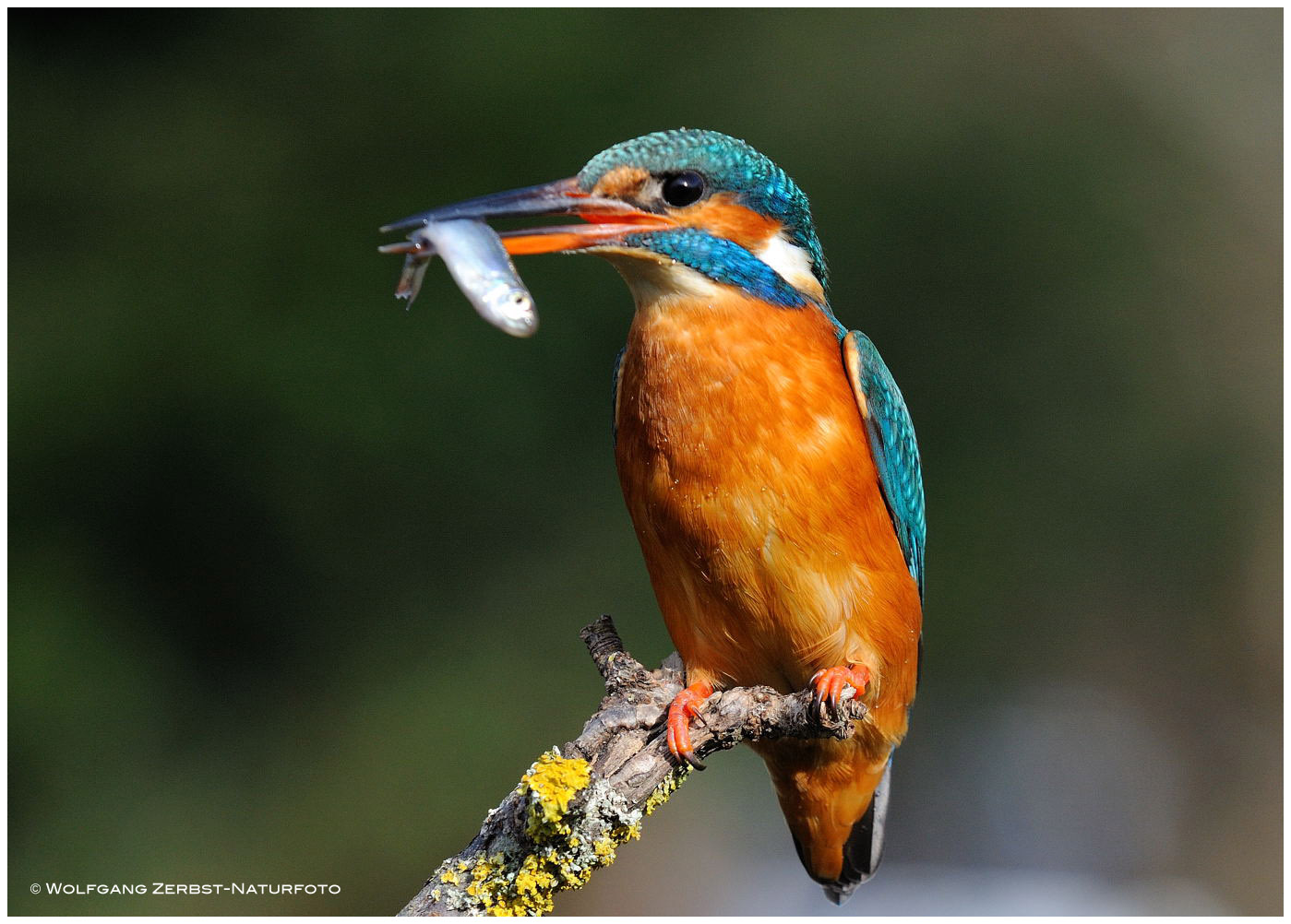 --- Eisvogel mit Beute --- ( Alcedo atthis )