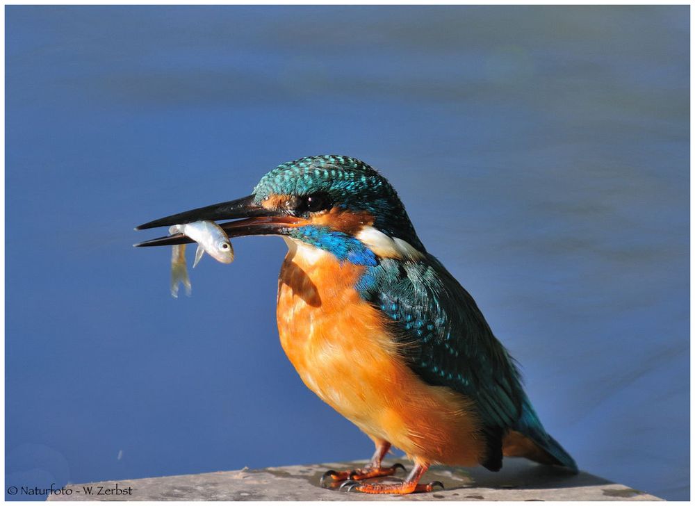 ---- Eisvogel mit Beute ---- ( Alcedo atthis )