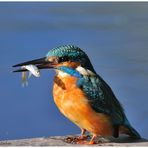 ---- Eisvogel mit Beute ---- ( Alcedo atthis )