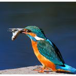 ---- Eisvogel mit Beute ---- ( Alcedo atthis )