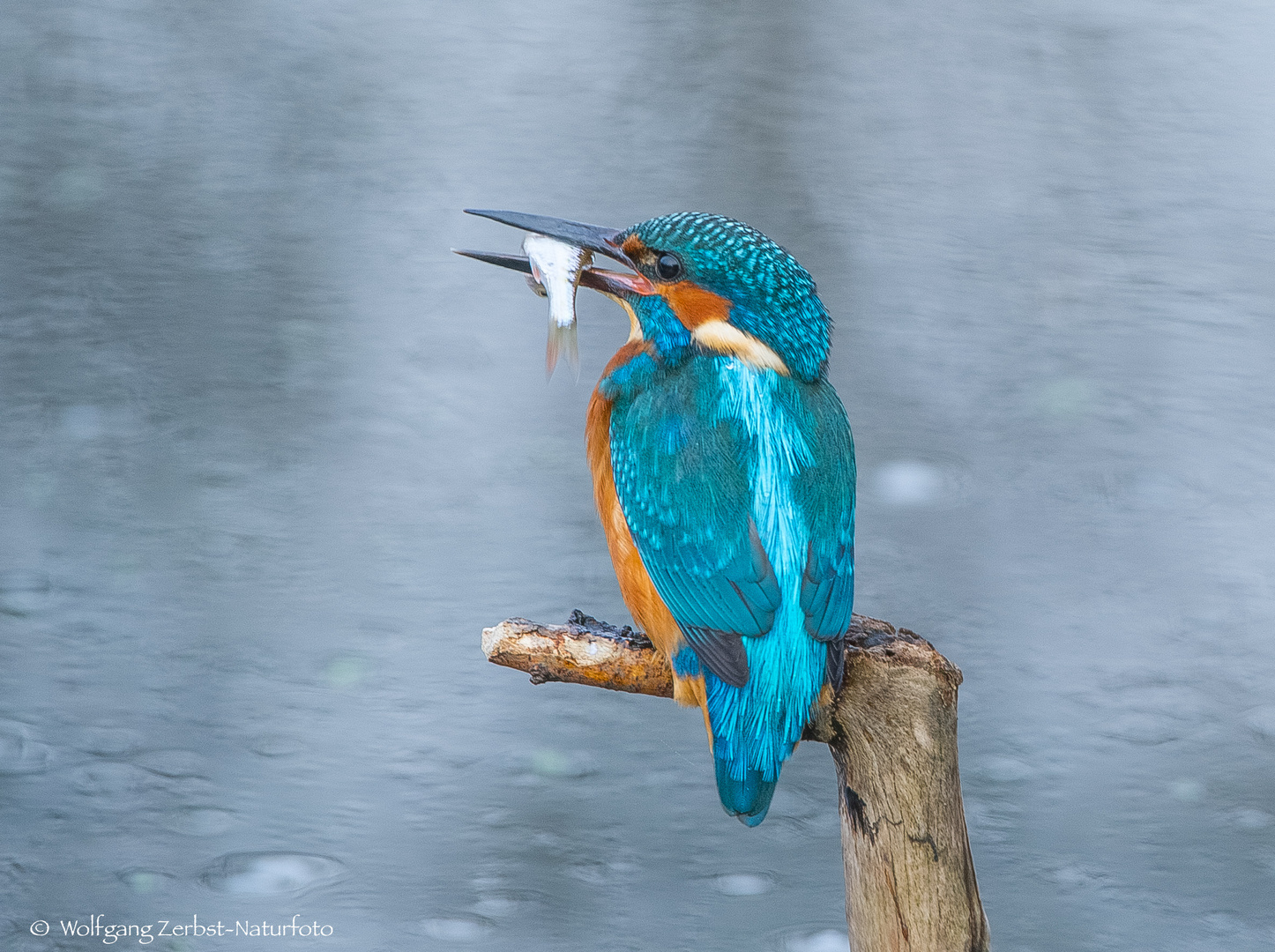  - EISVOGEL MIT BEUTE -( Alcedo atthis )