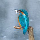  - EISVOGEL MIT BEUTE -( Alcedo atthis )