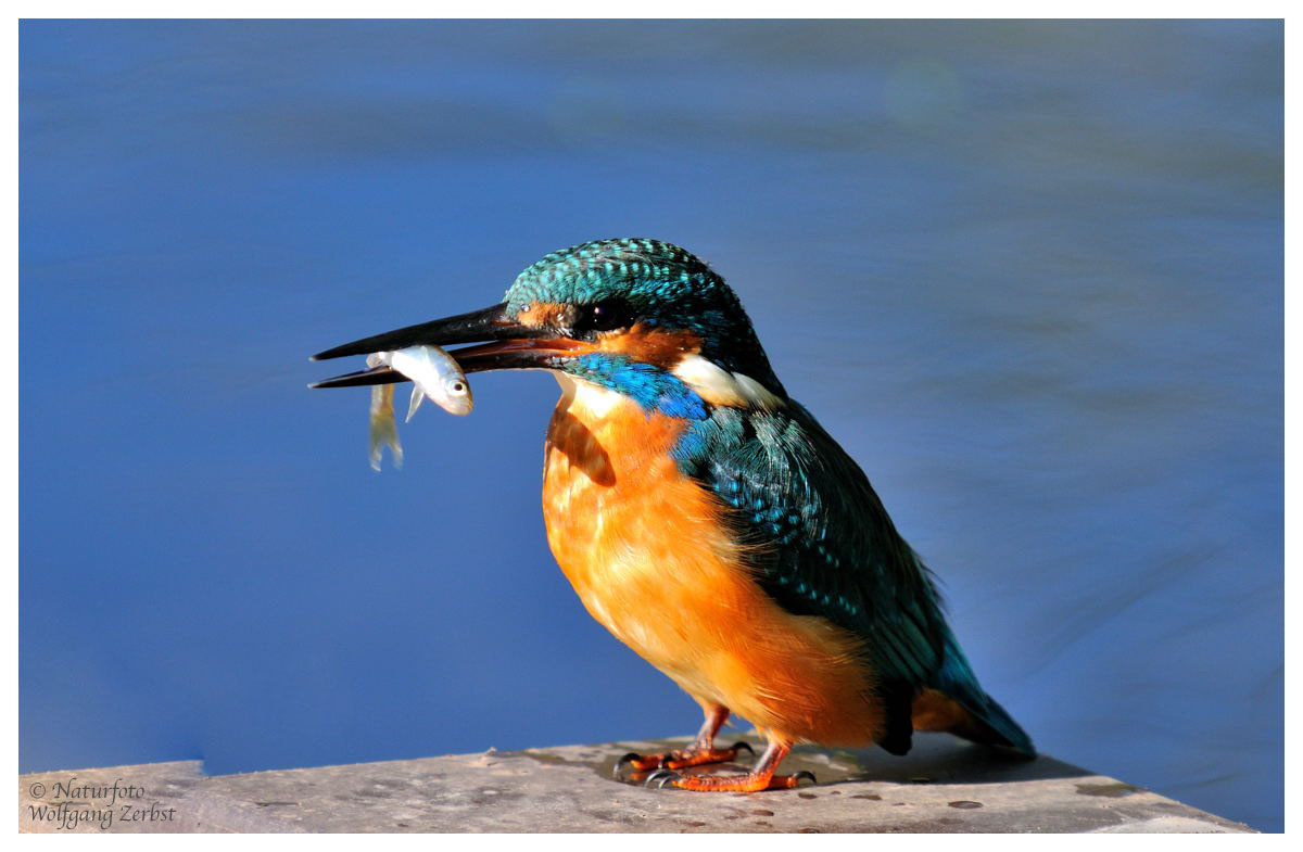 --- Eisvogel mit Beute --- ( Alceto atthis )