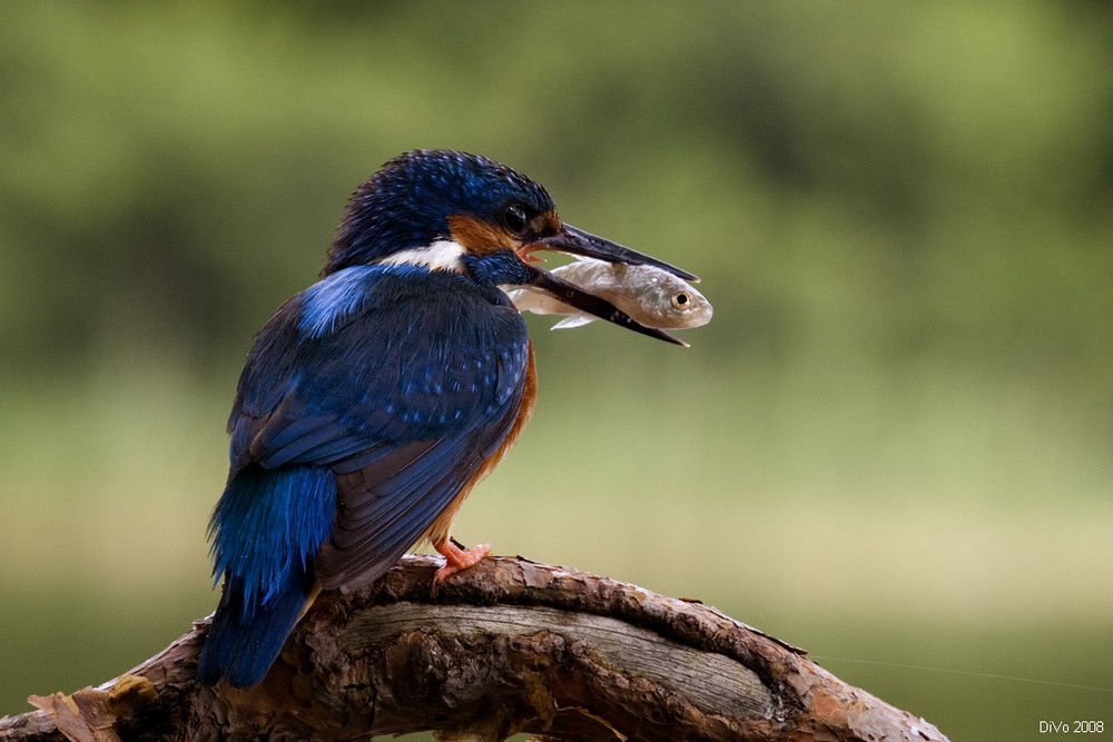 Eisvogel mit Beute