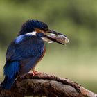 Eisvogel mit Beute