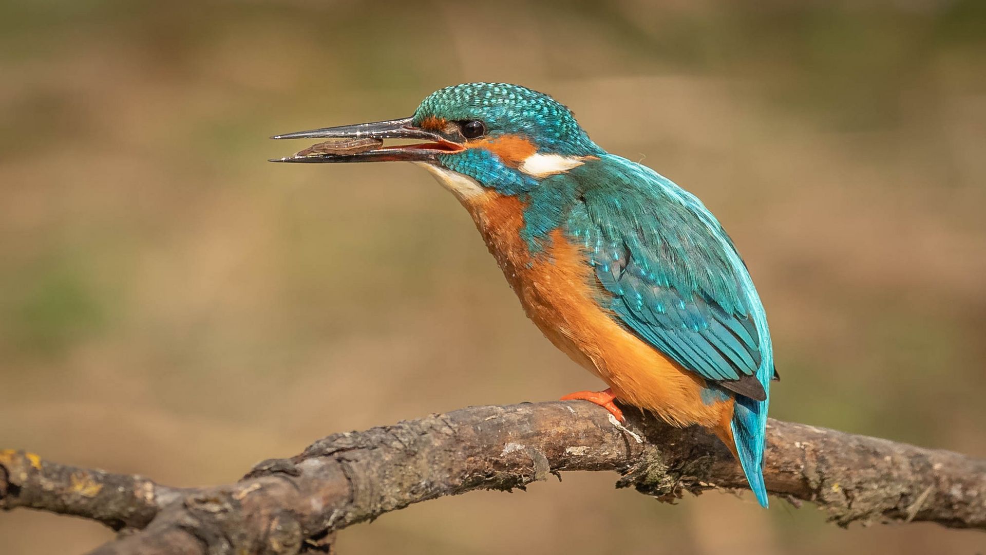 Eisvogel mit Beute