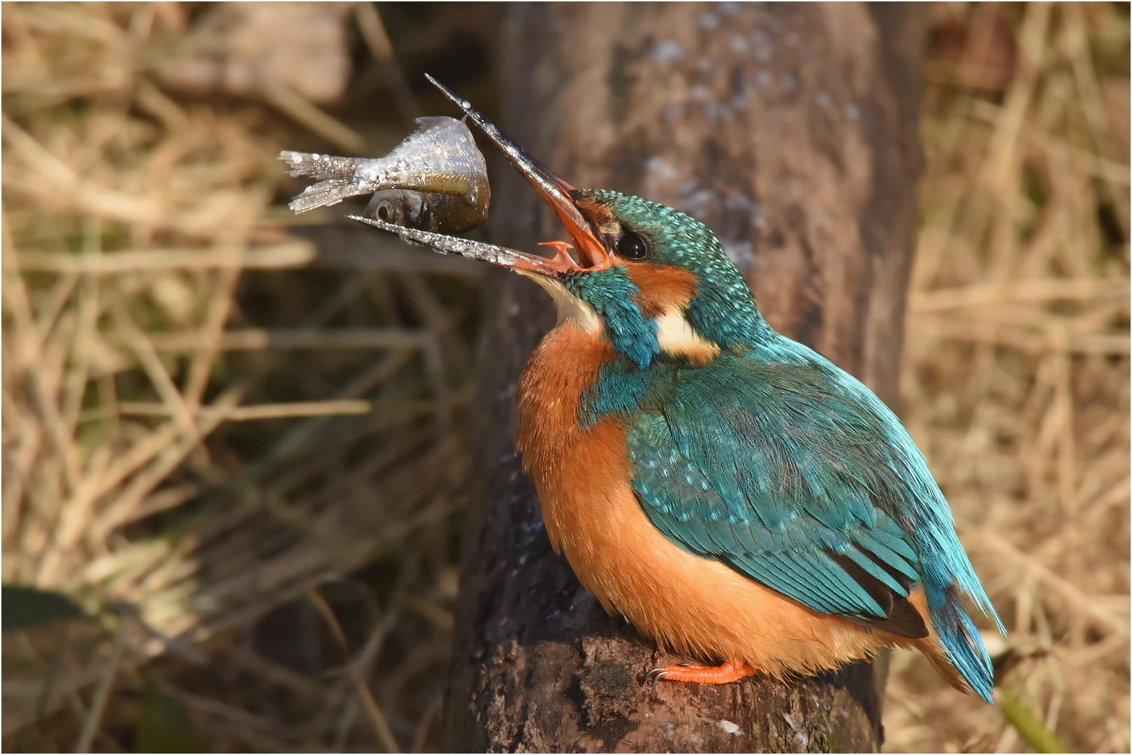 Eisvogel mit Beute