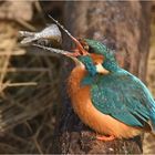 Eisvogel mit Beute