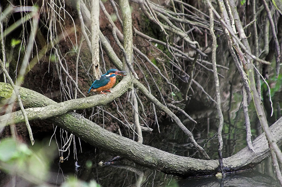 Eisvogel mit Beute