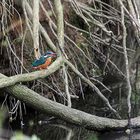 Eisvogel mit Beute