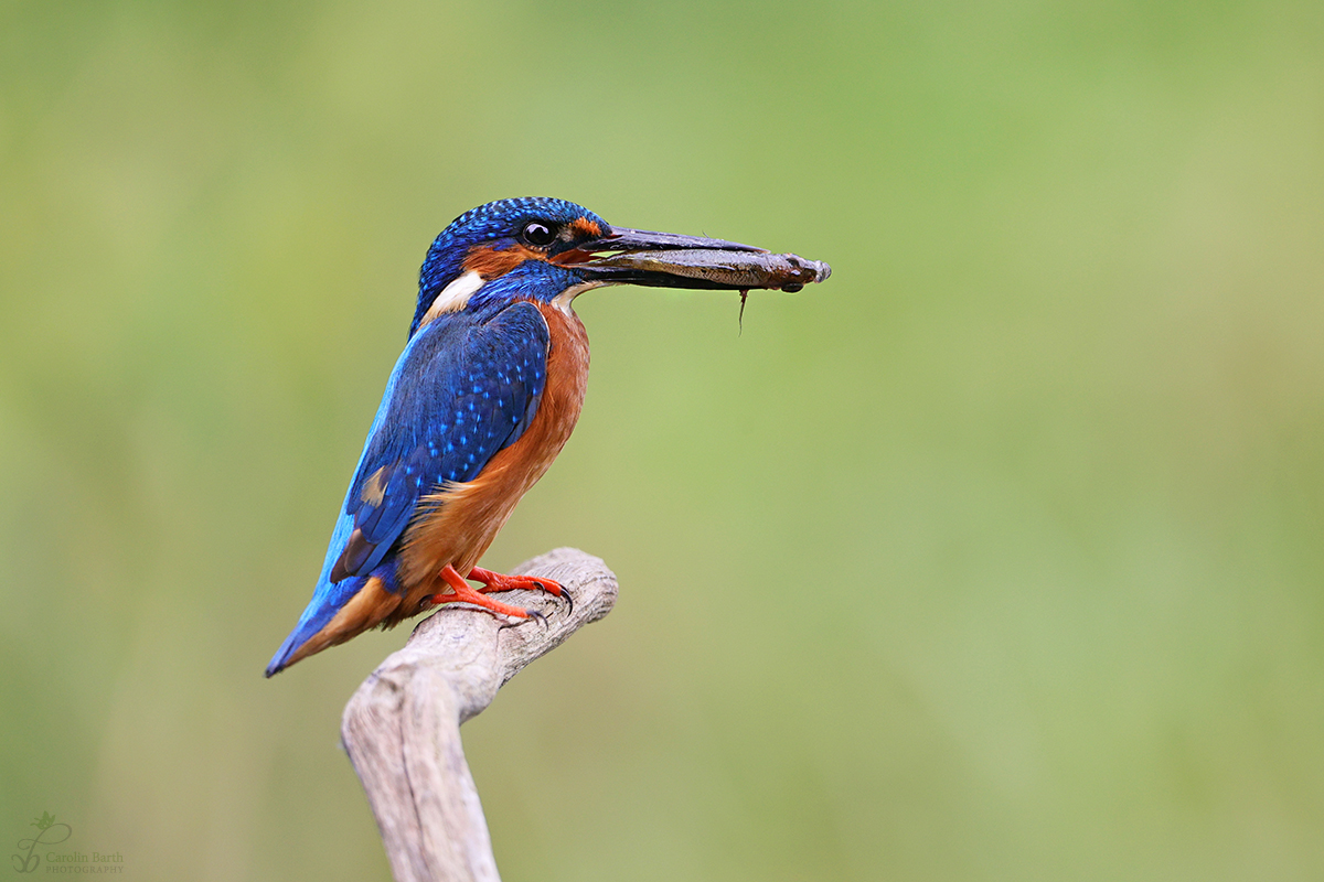 Eisvogel mit Beute