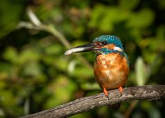 Eisvogel mit Beute