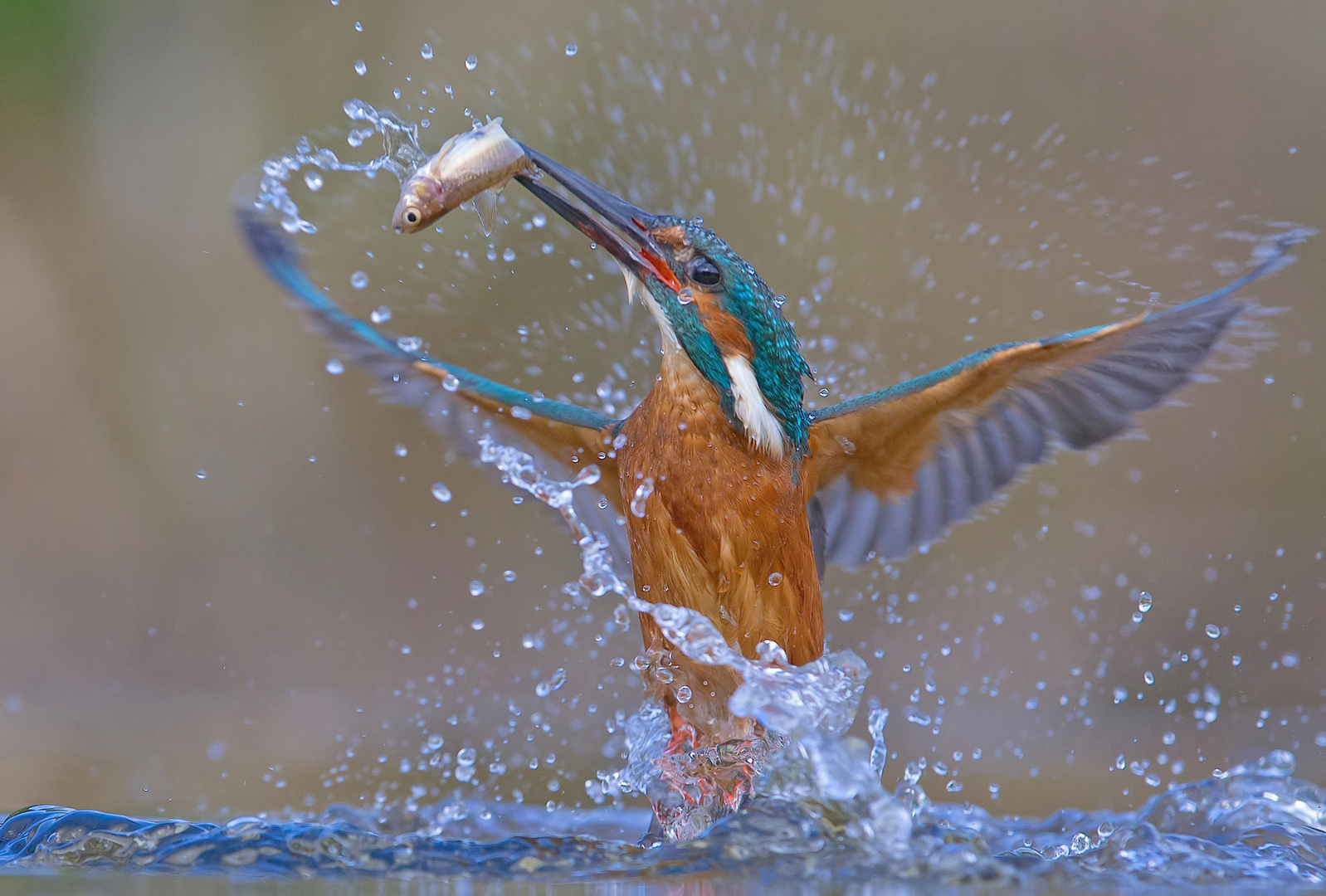 Eisvogel mit Beute