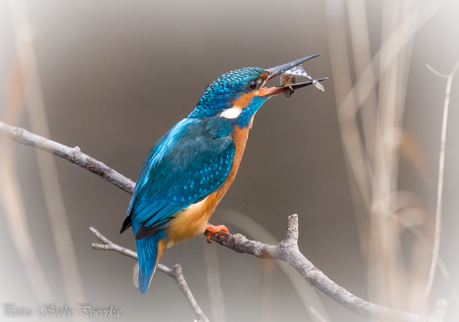 Eisvogel mit Beute