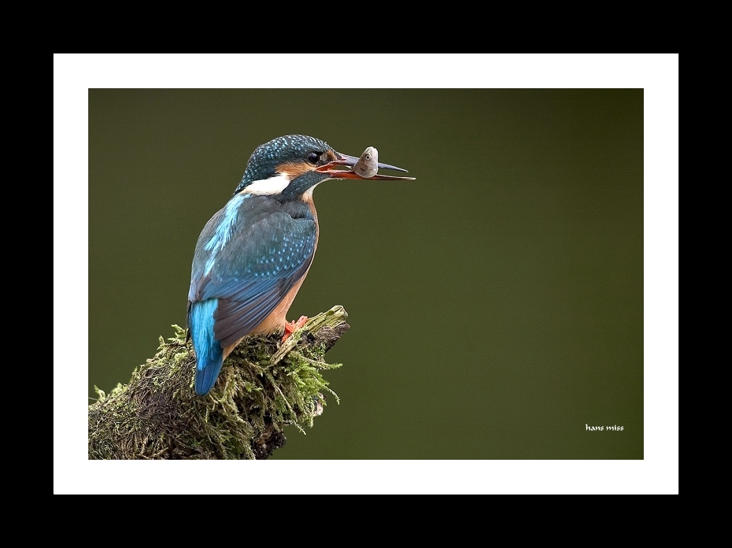 Eisvogel mit Beute