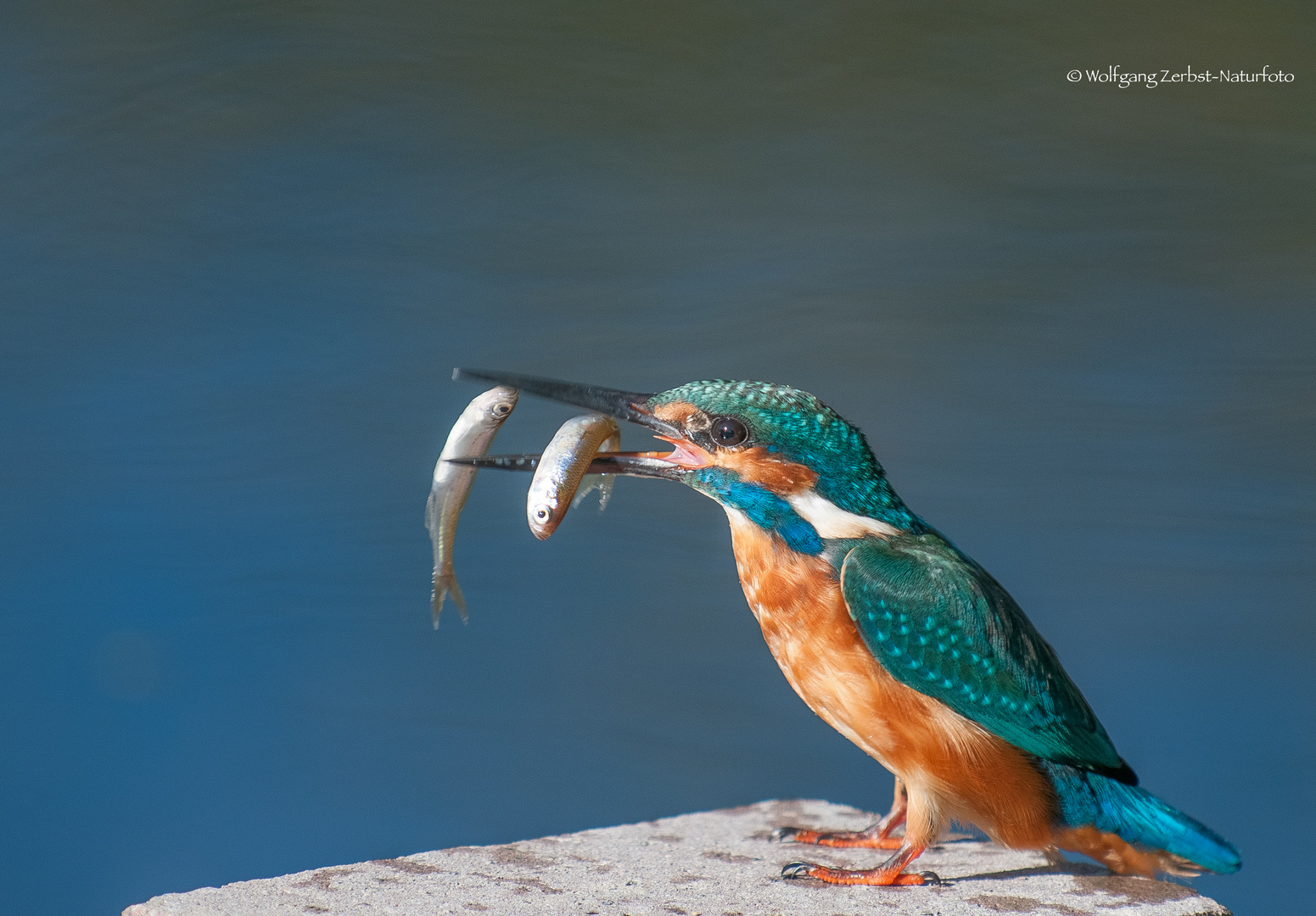  -- Eisvogel mit Beute --