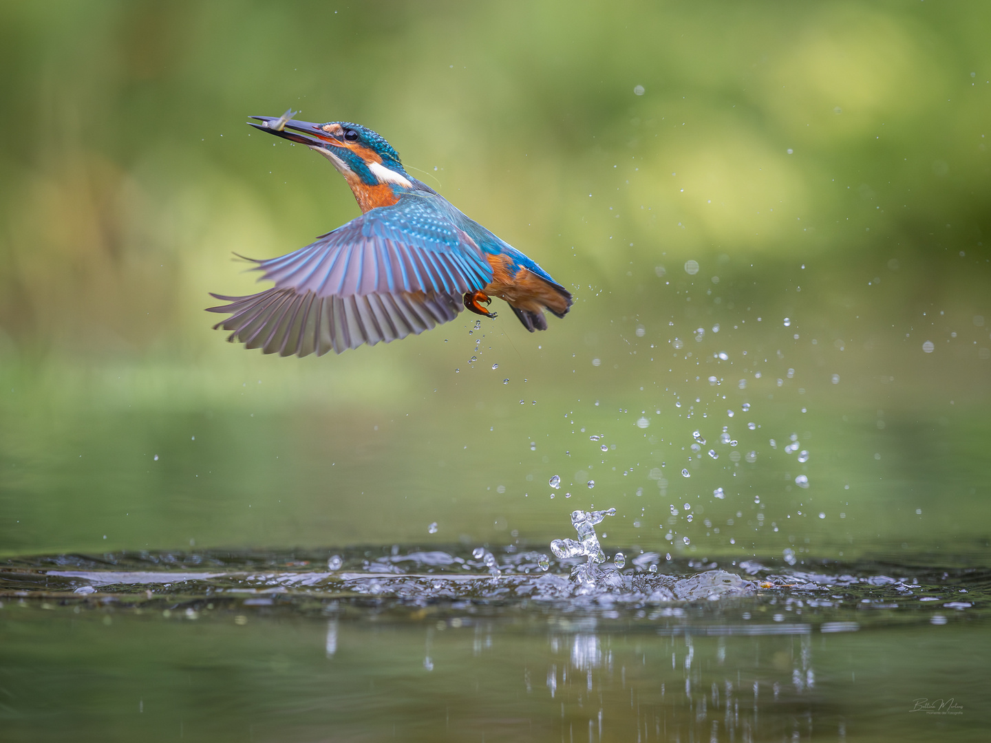 Eisvogel mit Beute 